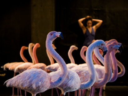 maladype tojasej 20101025 117 gal